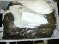 Fresh white halibut fillets (farmed halibut)